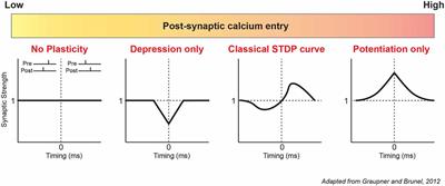 Calcium and Spike Timing-Dependent Plasticity